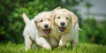 ANIMAL PROTECTION REIKI - Strengthen Your Animal Healing Abilities