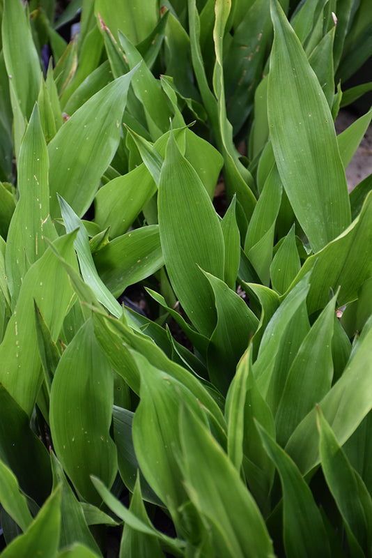 Aspidistra elatior --Dwarf Cast Iron Plant--
