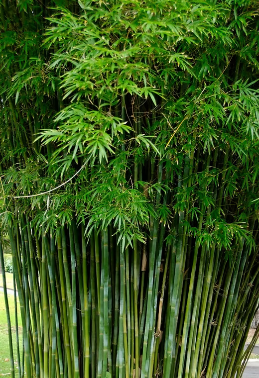 Bambusa malingensis --Seabreeze Clumping Bamboo--
