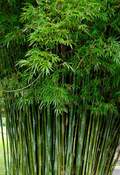 Bambusa malingensis --Seabreeze Clumping Bamboo--