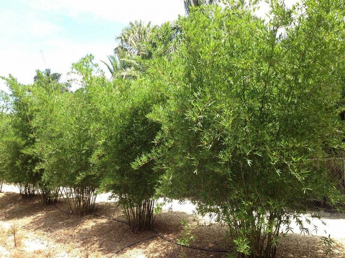 Bambusa malingensis --Seabreeze Clumping Bamboo--