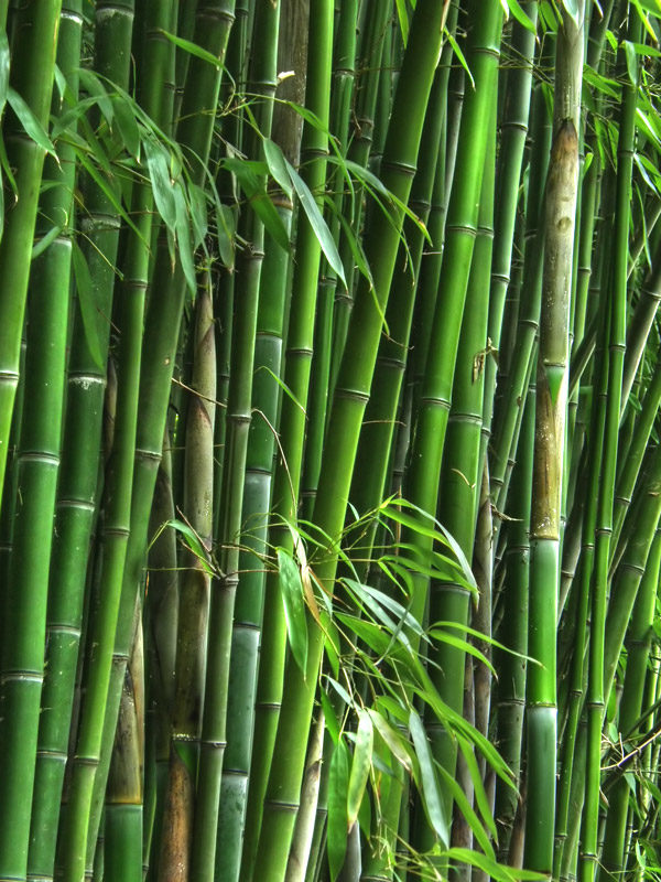 Bambusa textilis 'RG Dwarf' --Weaver's Dwarf Graceful Clumping Bamboo--
