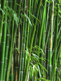 Bambusa textilis 'RG Dwarf' --Weaver's Dwarf Graceful Clumping Bamboo--
