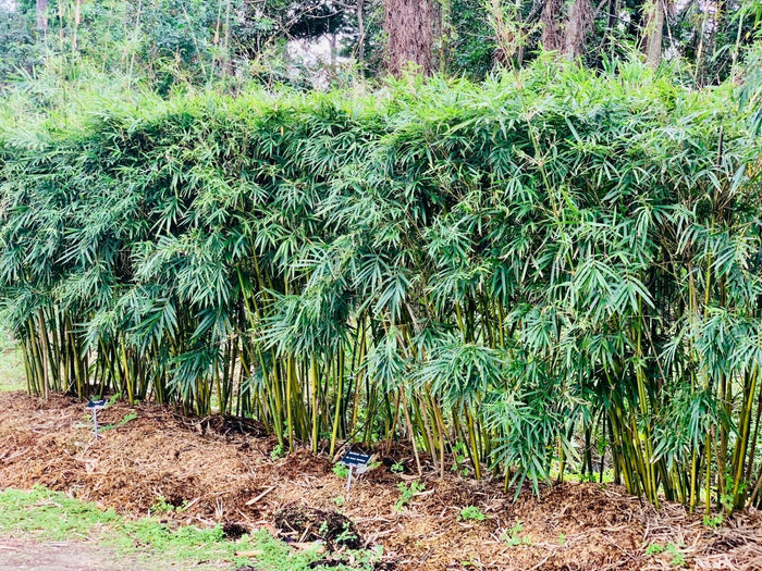 Bambusa textilis 'RG Dwarf' --Weaver's Dwarf Graceful Clumping Bamboo--