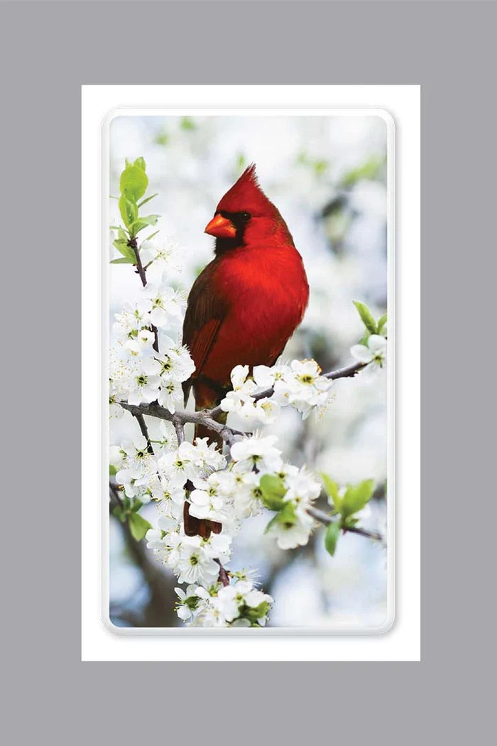 Cardinal Prayer Cards - ST8542-MIC-PC