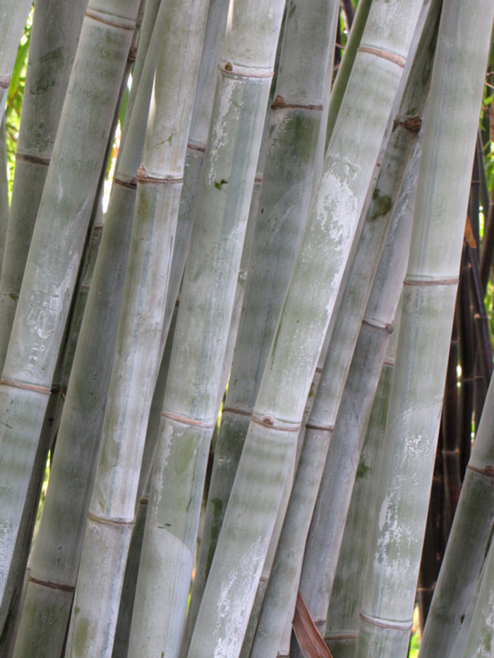 Dendrocalamus minor 'Amoenus' --Angel Mist Clumping Bamboo--