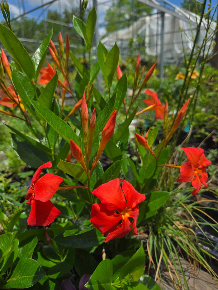 Dipladenia x. --Orange Fire Mandevilla--