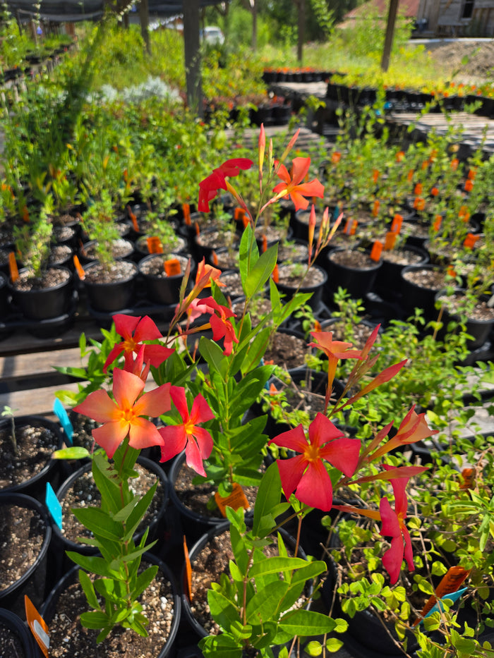 Dipladenia x. --Orange Fire Mandevilla--