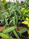 Epipremnum amplissimum --Silver Streak Pothos--