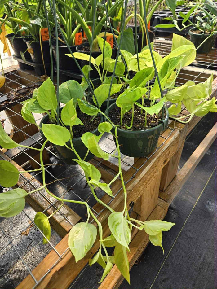 Epipremnum aureum --Champs-Élysées Pothos--