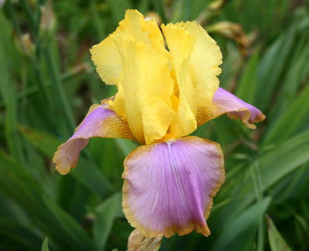 Iris germanica --Sunset Sky Bearded Iris--