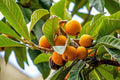 LOQUAT --Eriobotrya japonica--