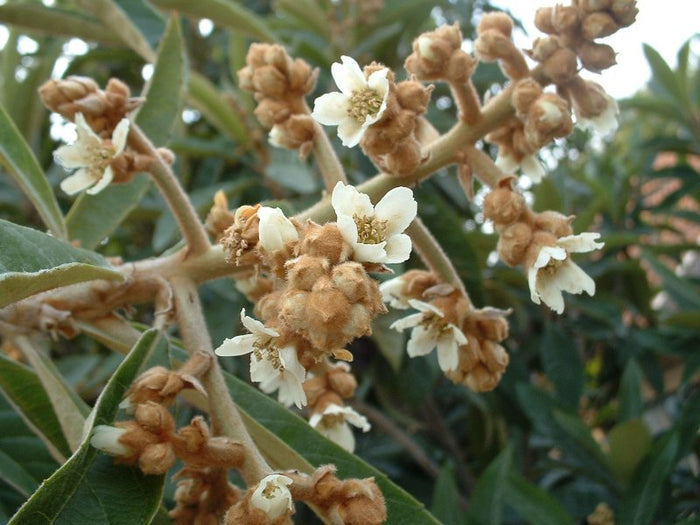 LOQUAT --Eriobotrya japonica--