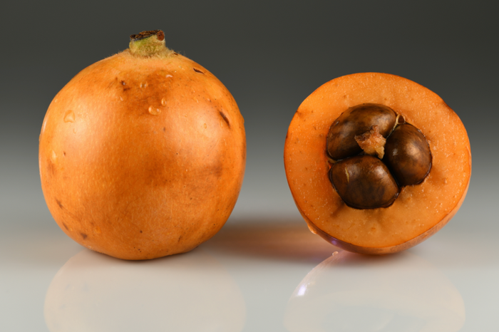 LOQUAT --Eriobotrya japonica--