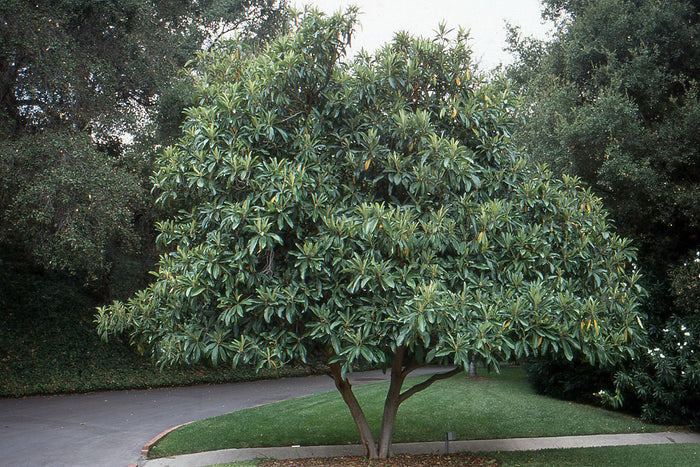 LOQUAT --Eriobotrya japonica--