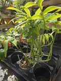 Monstera subpinnata