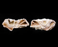 Pair of Fossil Agate Coral