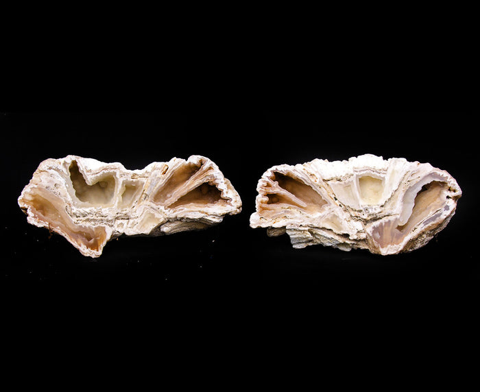 Pair of Fossil Agate Coral
