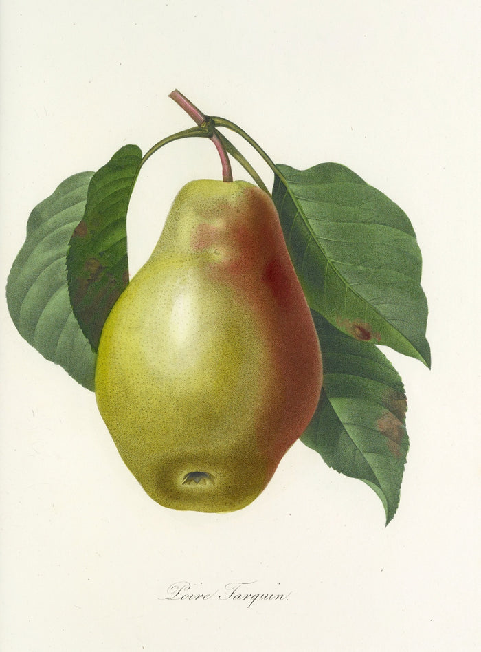 Pear (Plate 78) by Pierre Joseph Redouté, 1827