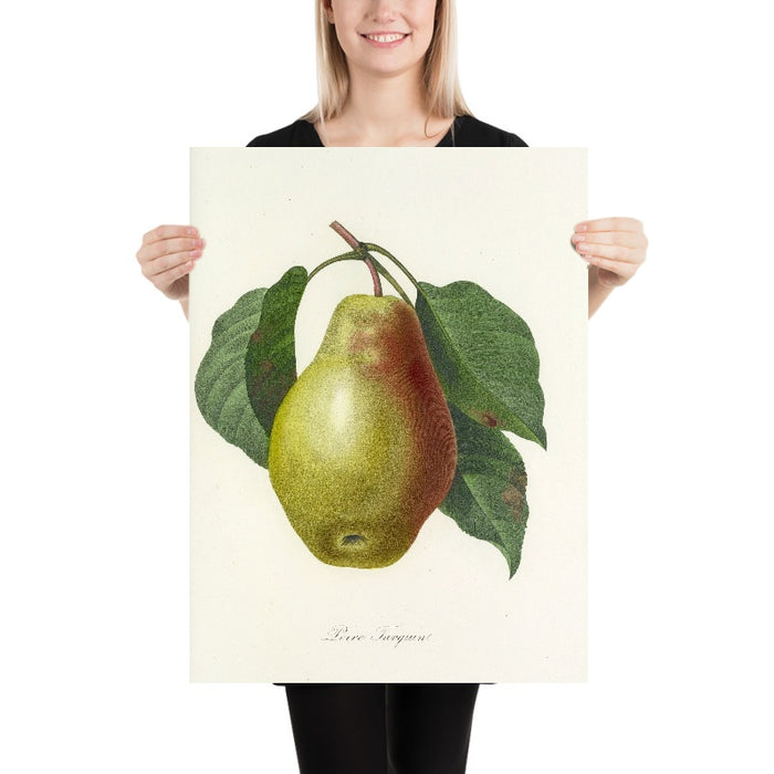 Pear (Plate 78) by Pierre Joseph Redouté, 1827