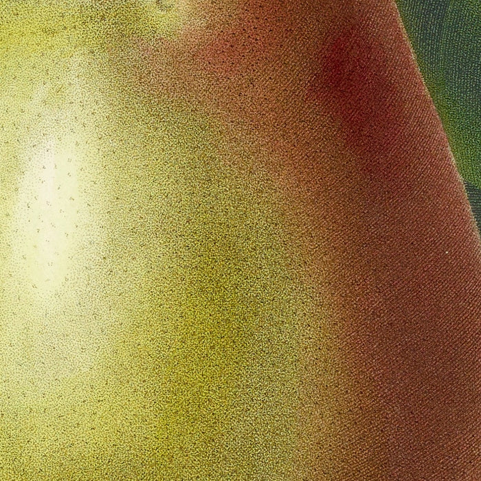 Pear (Plate 78) by Pierre Joseph Redouté, 1827