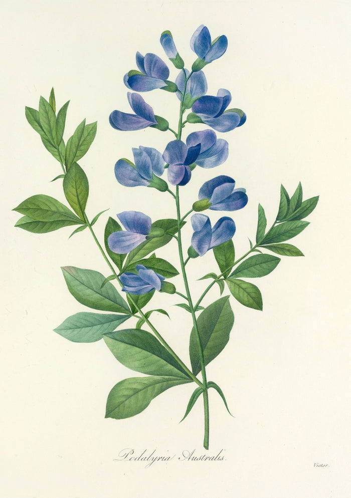 Podalyria australis (Plate 77) by Pierre Joseph Redouté, 1827