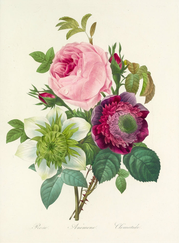 Rose, Anemone and Clematis (Plate 95) by Pierre Joseph Redouté, 1827
