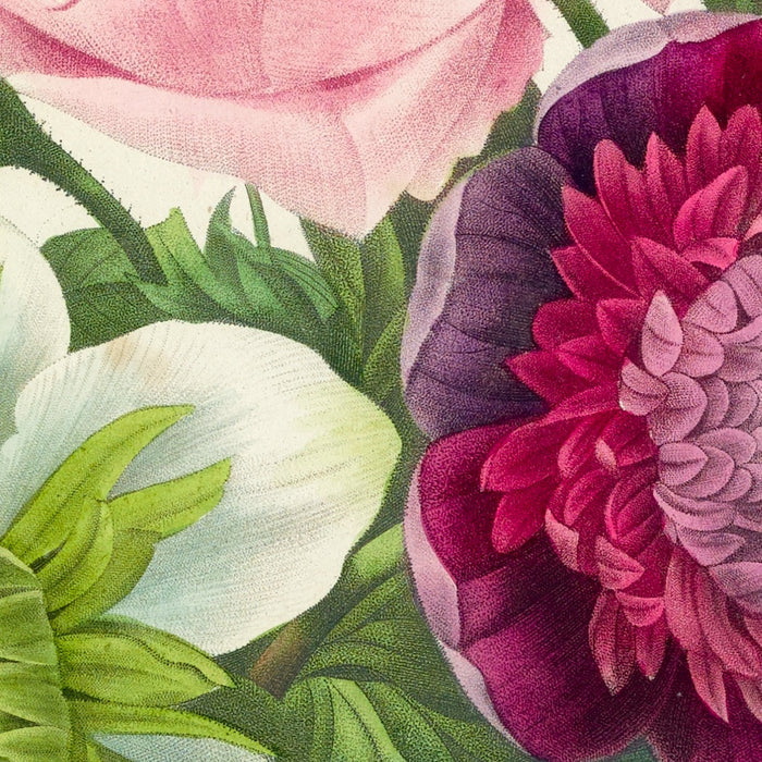 Rose, Anemone and Clematis (Plate 95) by Pierre Joseph Redouté, 1827