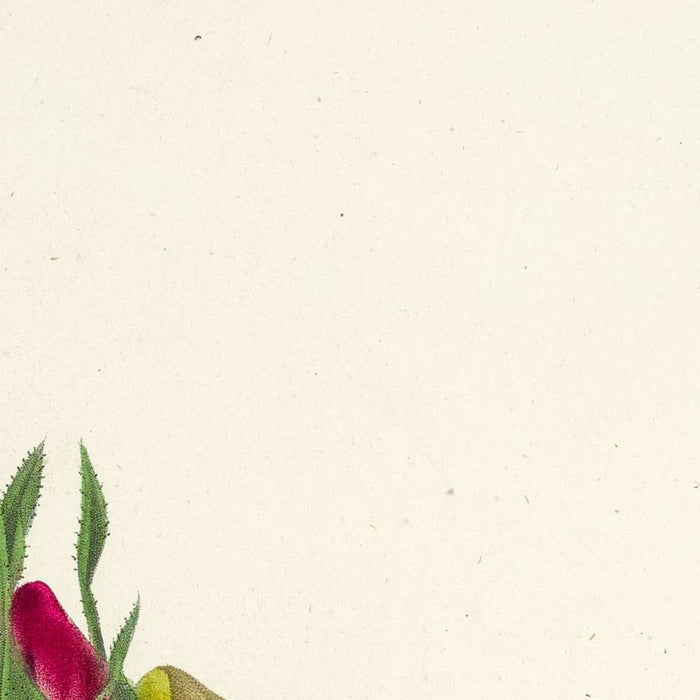 Rose, Anemone and Clematis (Plate 95) by Pierre Joseph Redouté, 1827