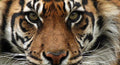 TIGER REIKI - Powerful Energy #108