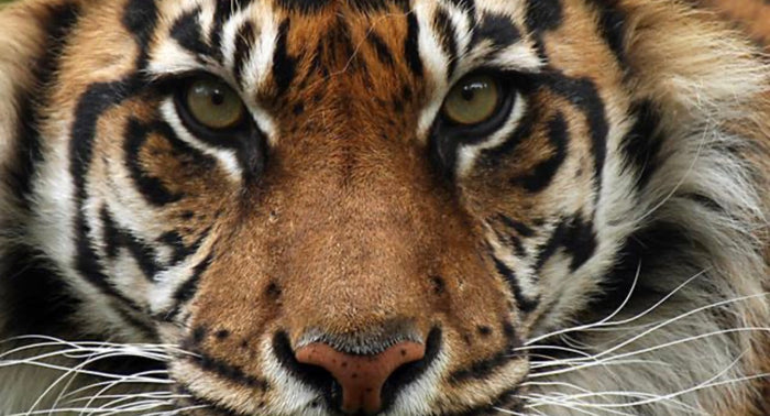 TIGER REIKI - Powerful Energy #108